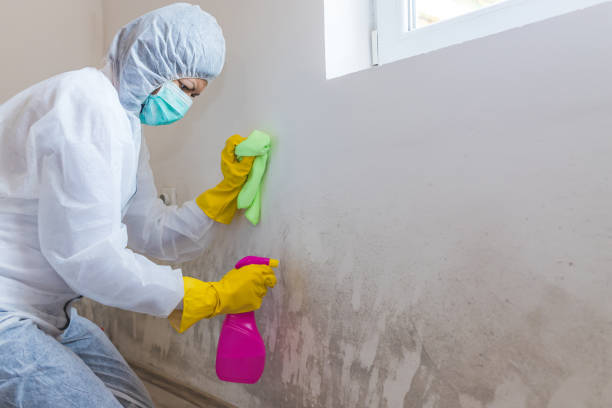 Mold Remediation for Vacation Homes in Catasauqua, PA